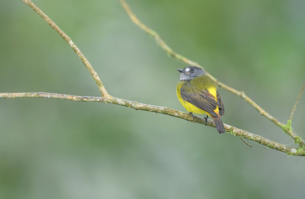 Ornate Flycatcher photo