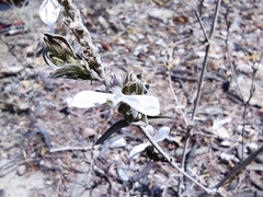 Carlowrightia