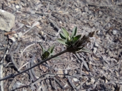 Carlowrightia