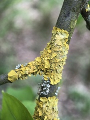 Xanthoria parietina
