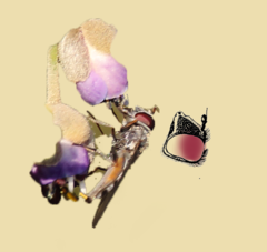 Platycheirus punctulatum