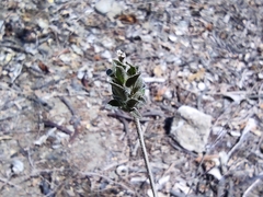 Carlowrightia