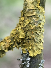 Xanthoria parietina