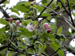 Malus domestica