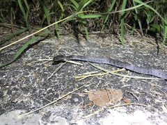 Pareas margaritophorus