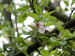 Malus domestica