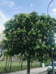 Aesculus hippocastanum