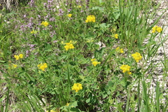 Argyrolobium biebersteinii