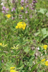 Argyrolobium biebersteinii