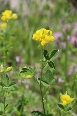 Argyrolobium biebersteinii