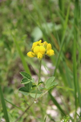 Argyrolobium biebersteinii