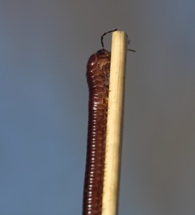 Aniulus garius