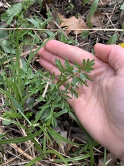 Perideridia americana