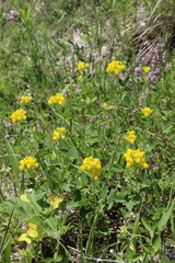 Argyrolobium biebersteinii