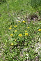 Argyrolobium biebersteinii