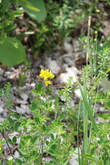 Argyrolobium biebersteinii