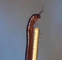 Aniulus garius