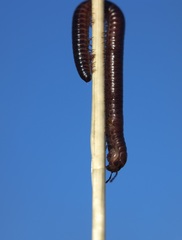 Aniulus garius