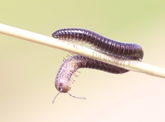 Aniulus garius