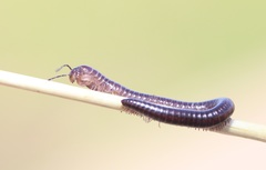 Aniulus garius