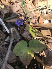 Hepatica acutiloba × americana