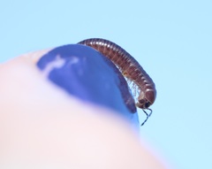 Aniulus garius
