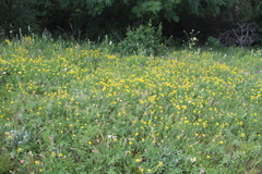 Argyrolobium biebersteinii