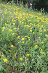 Argyrolobium biebersteinii