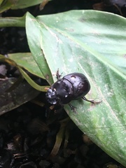 Dichotomius quinquedens