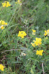 Argyrolobium biebersteinii