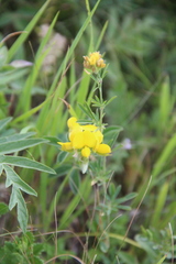 Argyrolobium biebersteinii