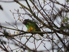 Poicephalus senegalus