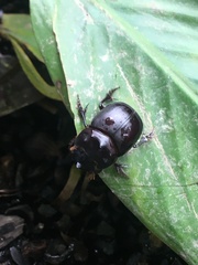 Dichotomius quinquedens