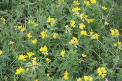 Argyrolobium biebersteinii