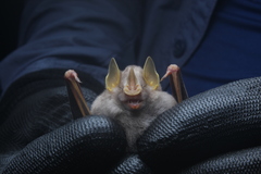 Mesophylla macconnelli