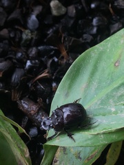 Dichotomius quinquedens