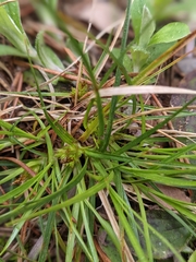 Carex tonsa