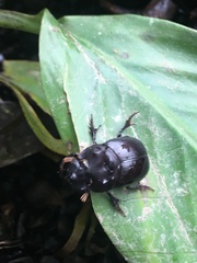 Dichotomius quinquedens