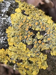Xanthoria parietina