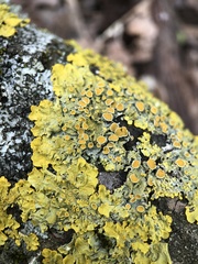 Xanthoria parietina