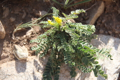 Astragalus agassii