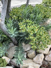 Myrsiniteae