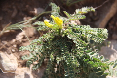 Astragalus agassii