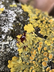 Xanthoria parietina