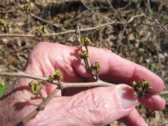 Dirca palustris