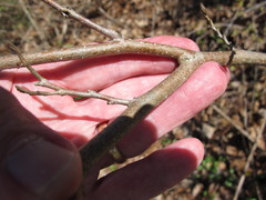 Dirca palustris