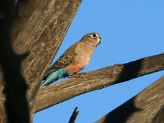 Bourke's Parrot photo 2