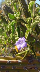 Ruellia californica