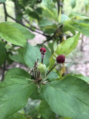 Malus domestica