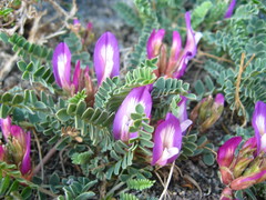 Astragalus buschiorum